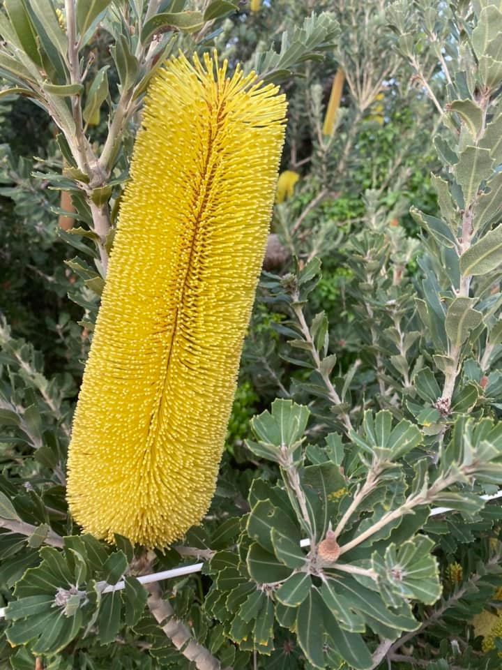 Banksia praemorsa - Cut-Leaf Banksia