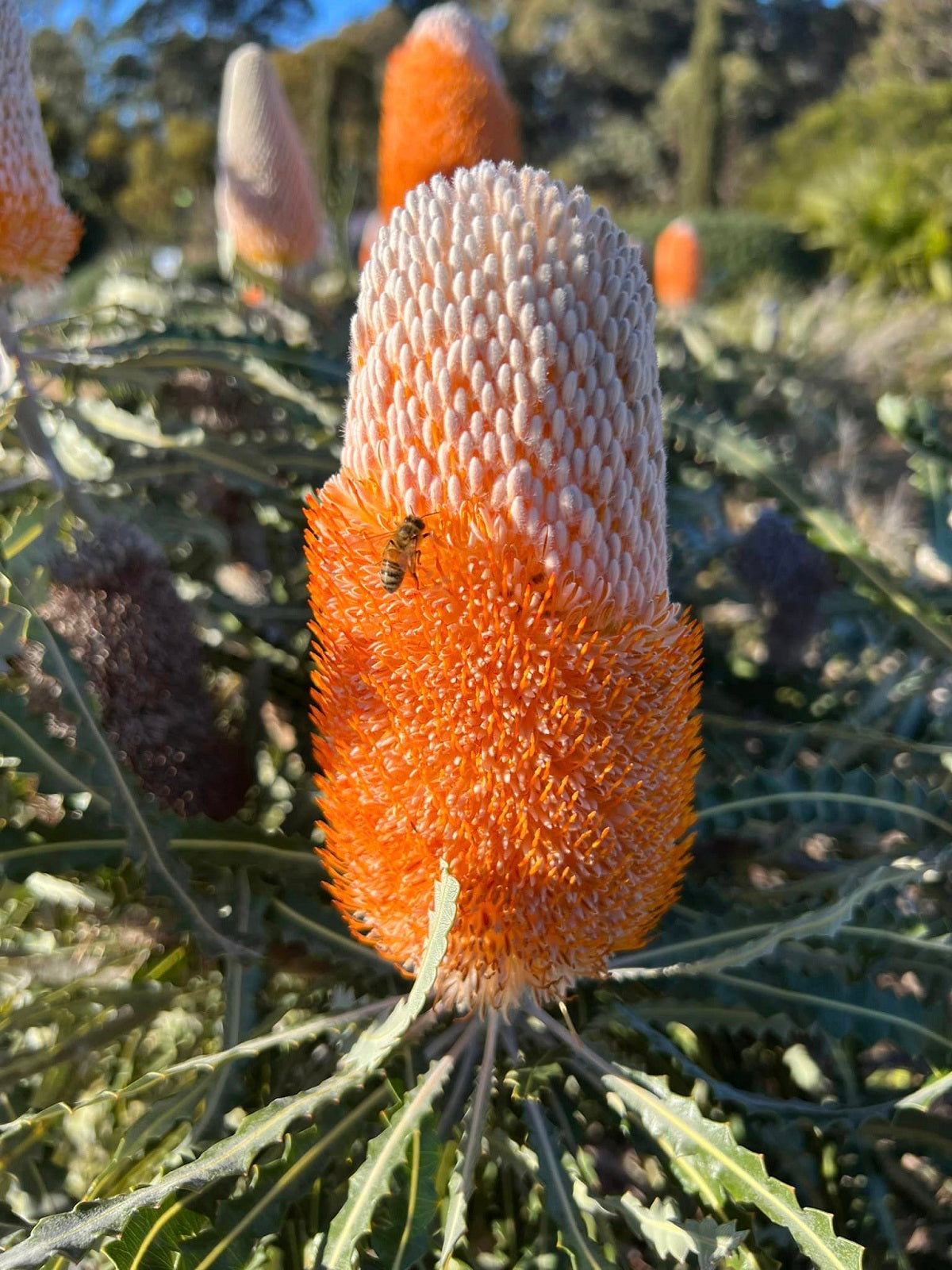 Banksia prionotes - Dwarf Acorn Banksia