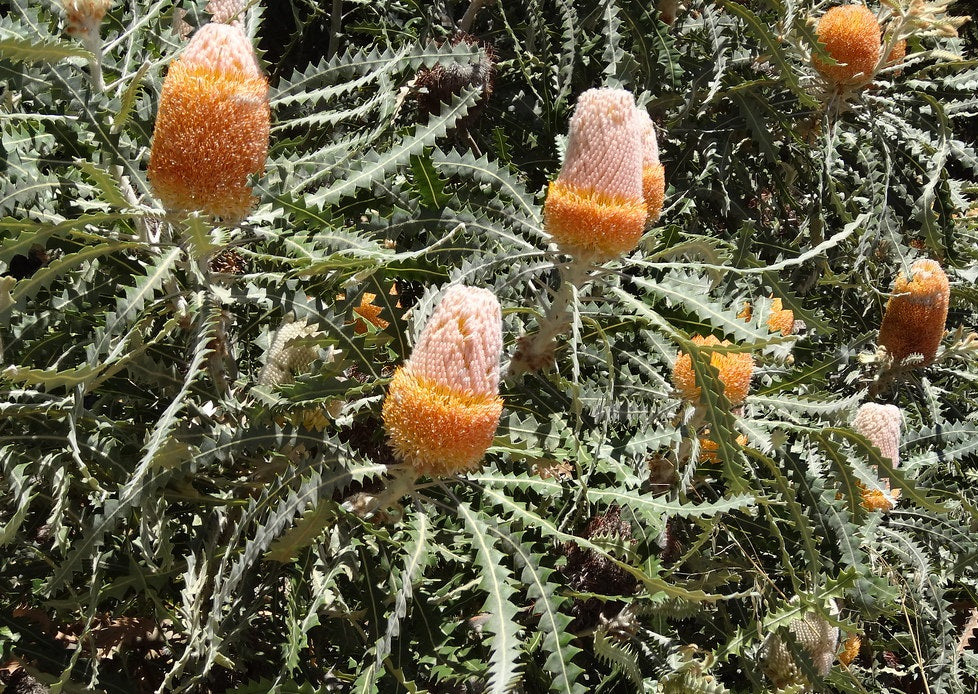 Banksia prionotes - Acorn Banksia