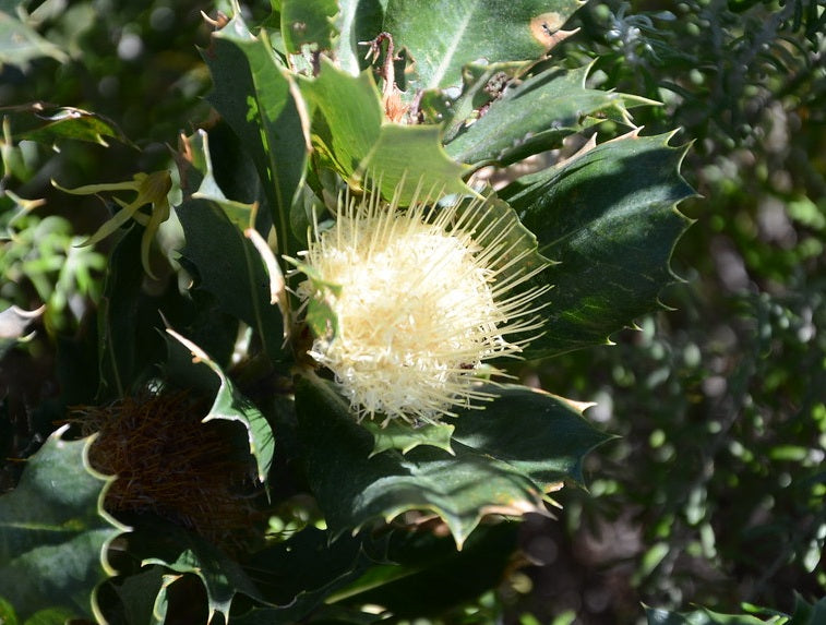 Banksia sessilis - Parrot Bush