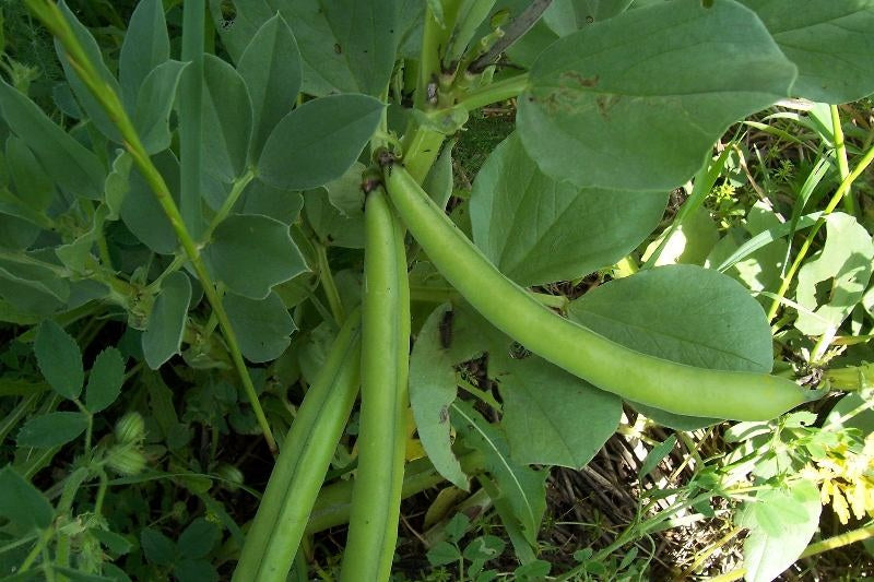 Broad Bean - Vicia faba