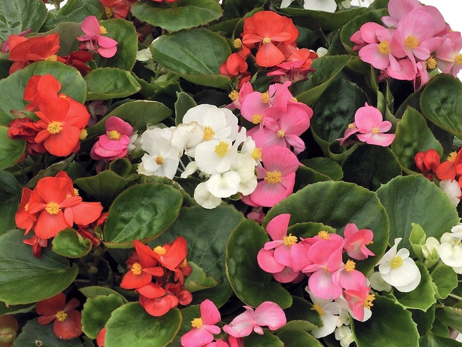 Begonia cucullata var. cucullata - AMBASSADOR® MIX - Wax Begonia