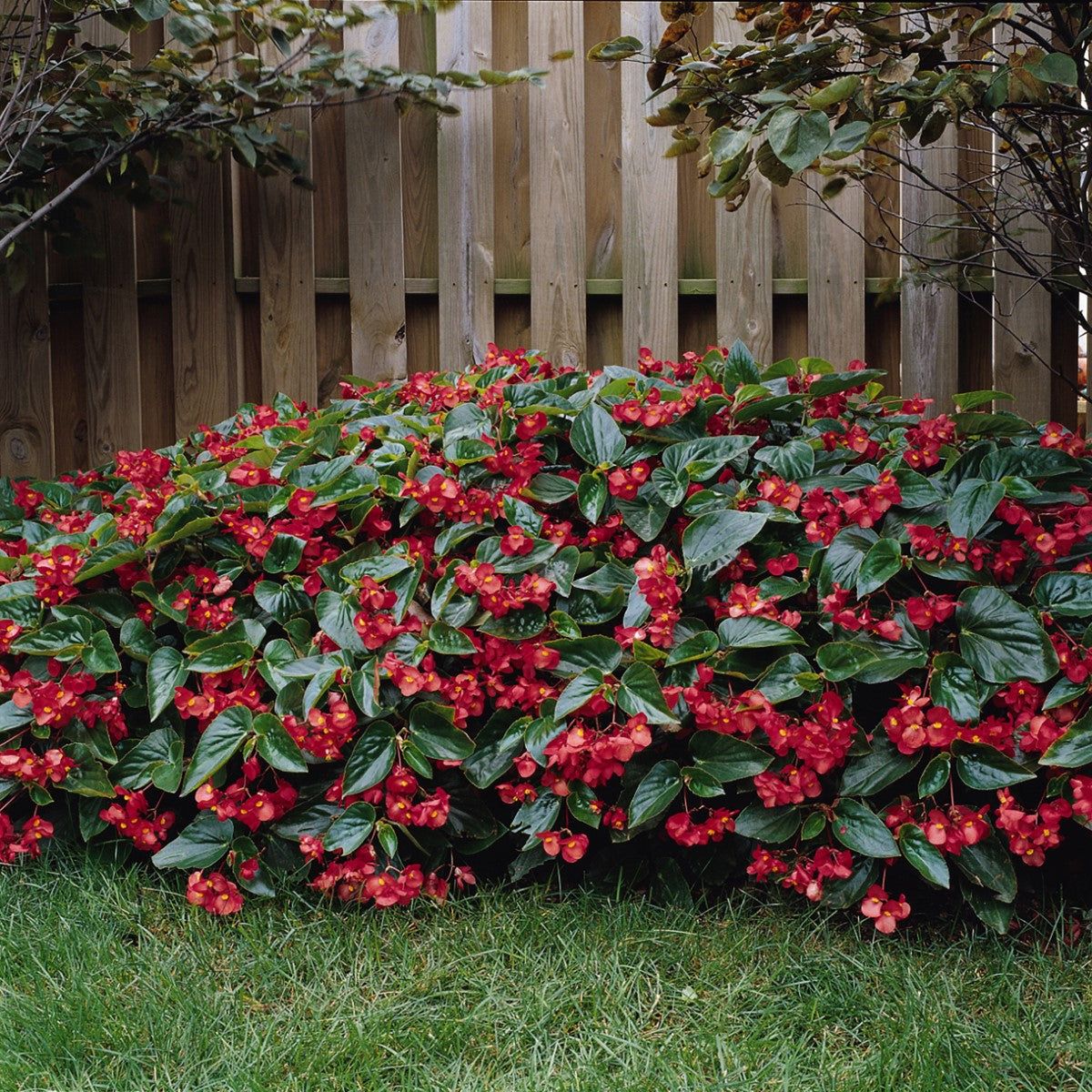 Begonia - Dragon Wing® RED Hanging Basket