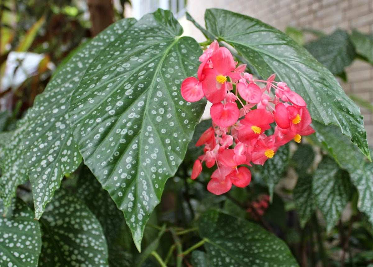 Begonia - JUANITA JEWEL