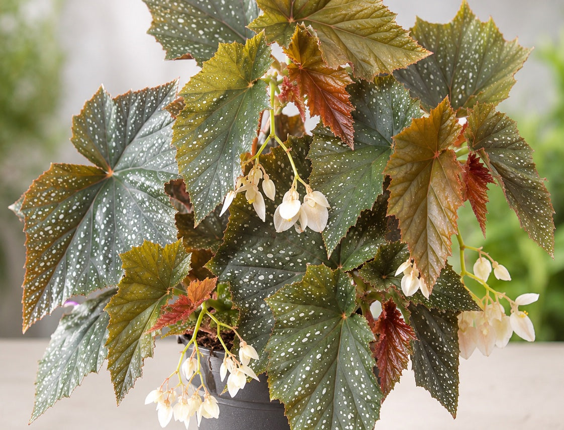 Begonia - RUSTY MAPLE (Nursery House Name #26) - Cane Begonia