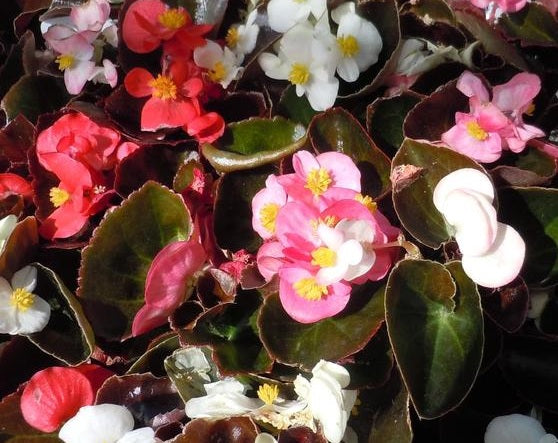 Begonia cucullata var. cucullata - Senator® MIX - Wax Begonia