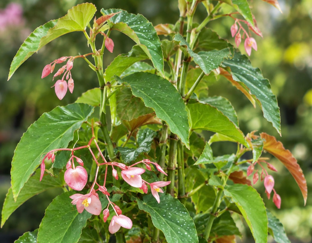 Begonia - WING-IT PINK (Nursery House Name #39) - Cane Begonia