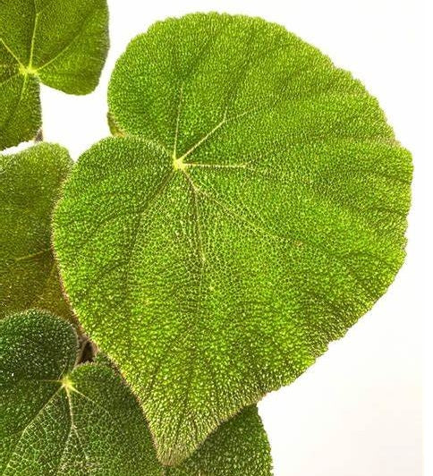 Begonia masoniana - JUNGLE - Rock Begonia
