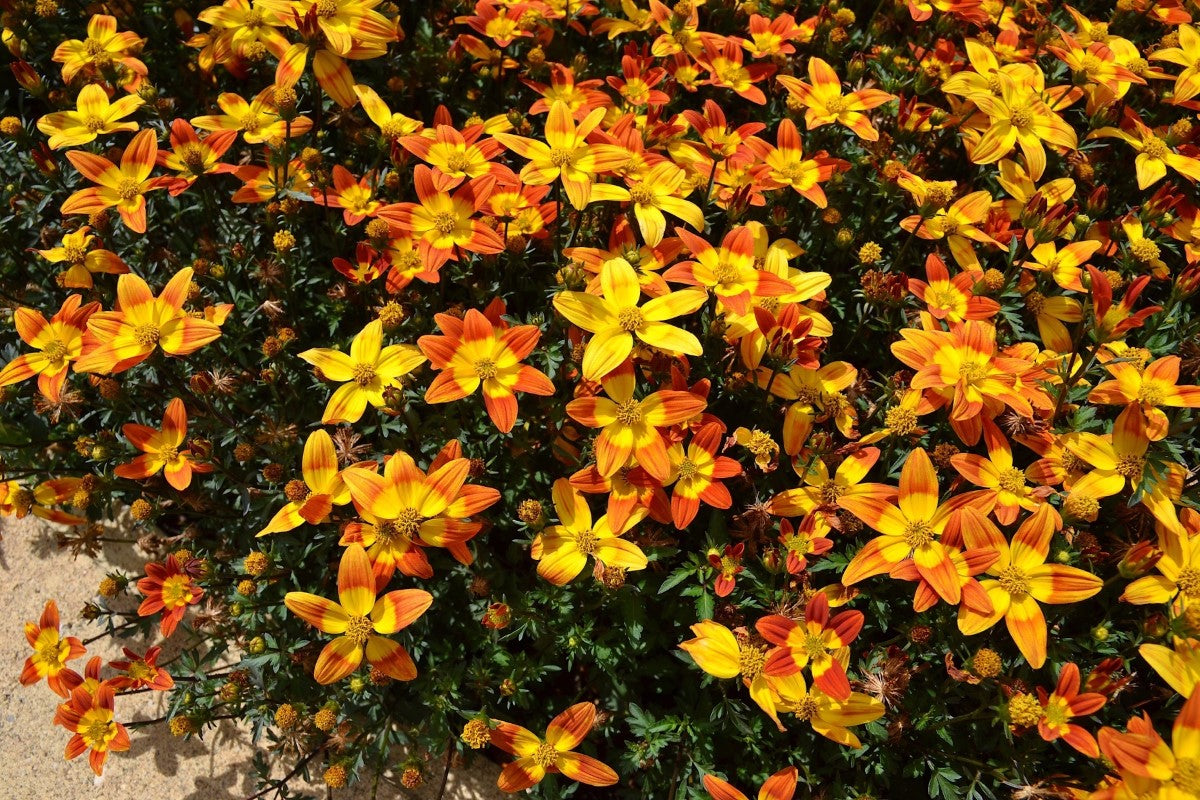 Bidens ferulifolia - BEE ALIVE - Apache Beggarticks