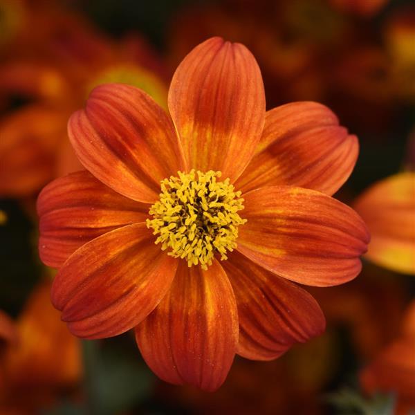 Bidens ferulifolia - BEE HAPPY RED - Apache Beggarticks
