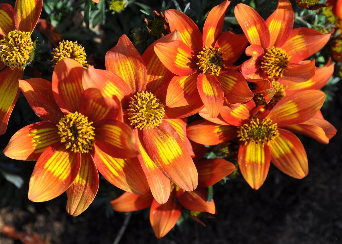 Bidens ferulifolia - BEE HAPPY - Apache Beggarticks
