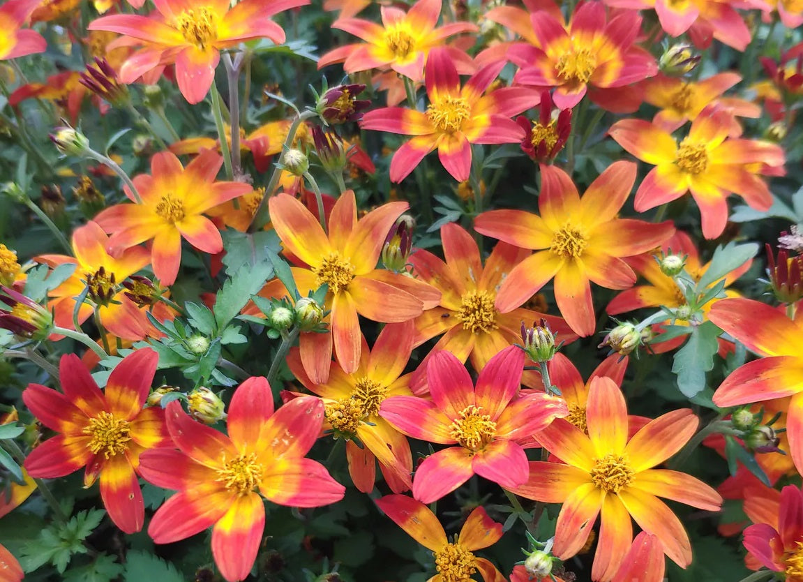 Bidens ferulifolia - MINI BEE - Apache Beggarticks
