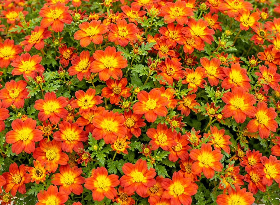 Bidens ferulifolia - RED BAND™ - Apache Beggarticks