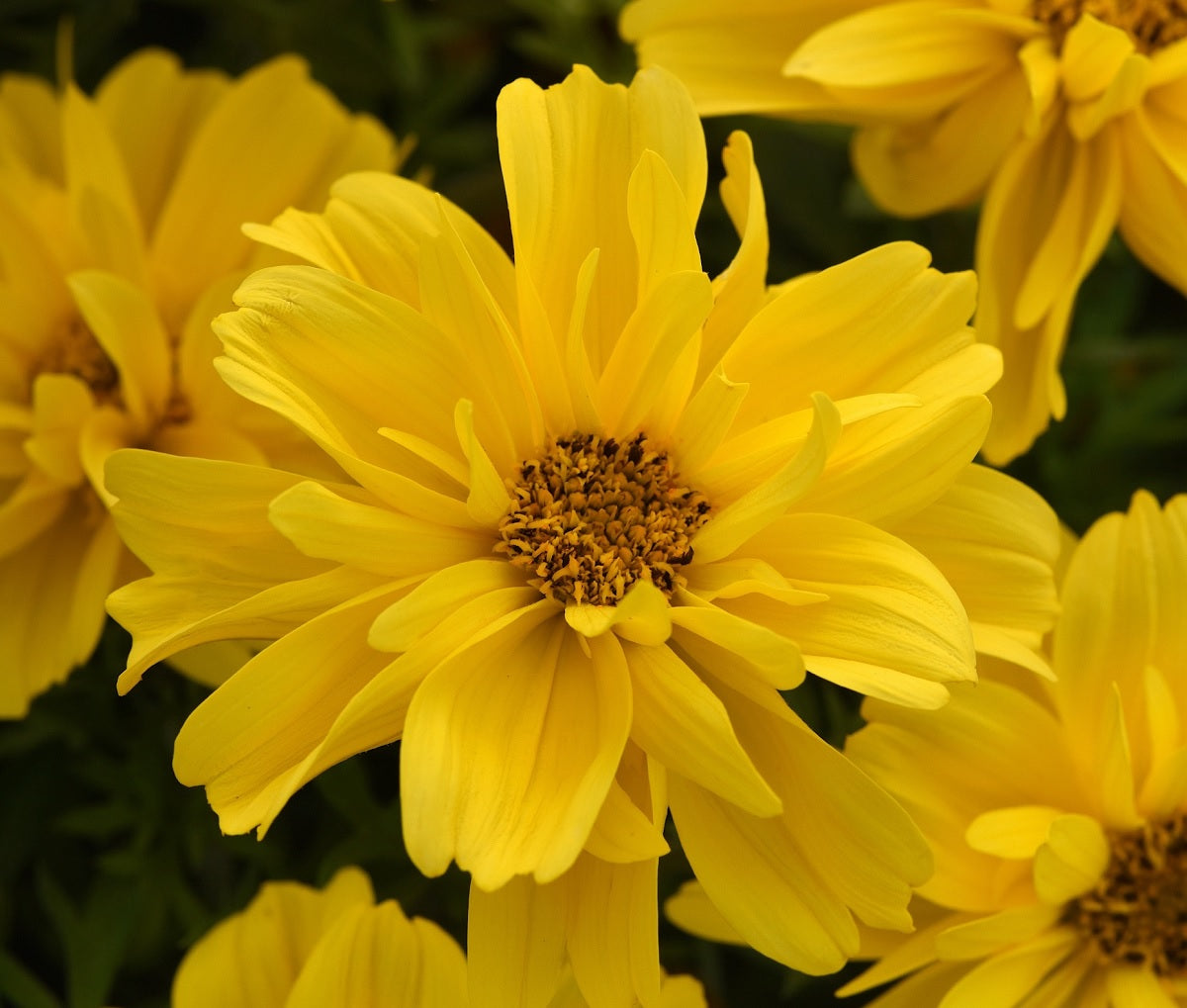 Bidens ferulifolia - SUN DROP DOUBLE YELLOW - Apache Beggarticks
