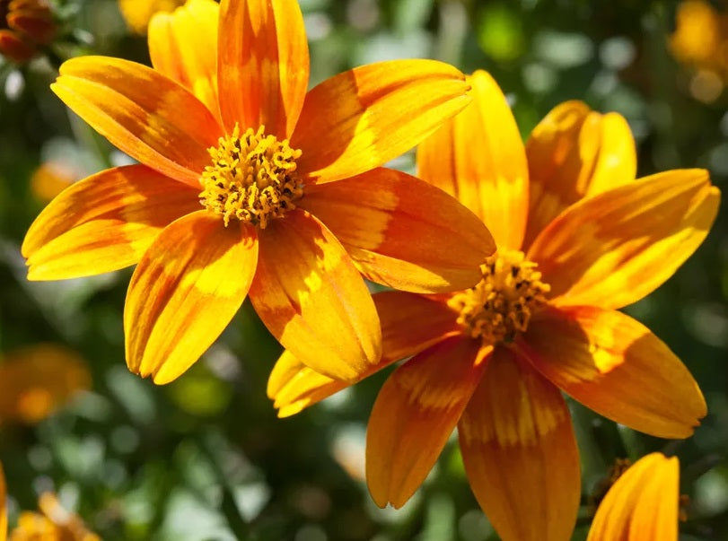 Bidens ferulifolia - TIGER BEE - Apache Beggarticks