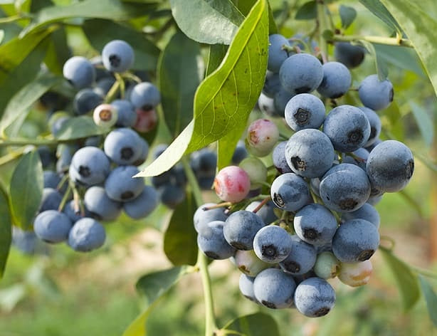 Vaccinium corymbosum x darrowii x ashei - BILOXI - Blueberry