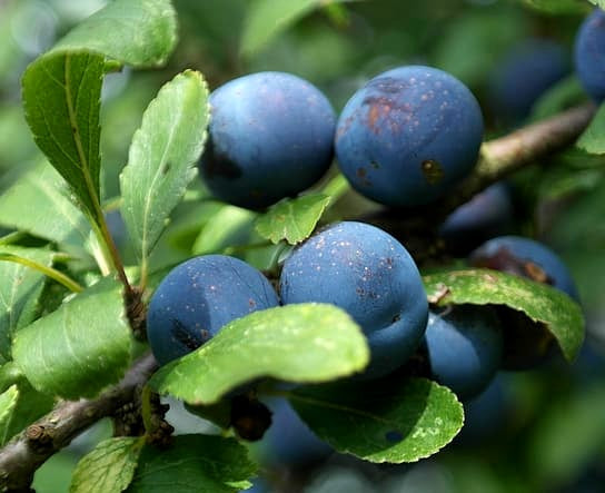 Vaccinium corymbosum - BLUE ROSE - Blueberry