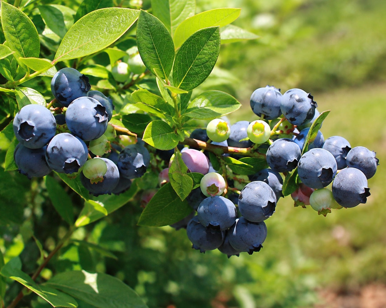 Vaccinium ashei - PREMIER - Blueberry