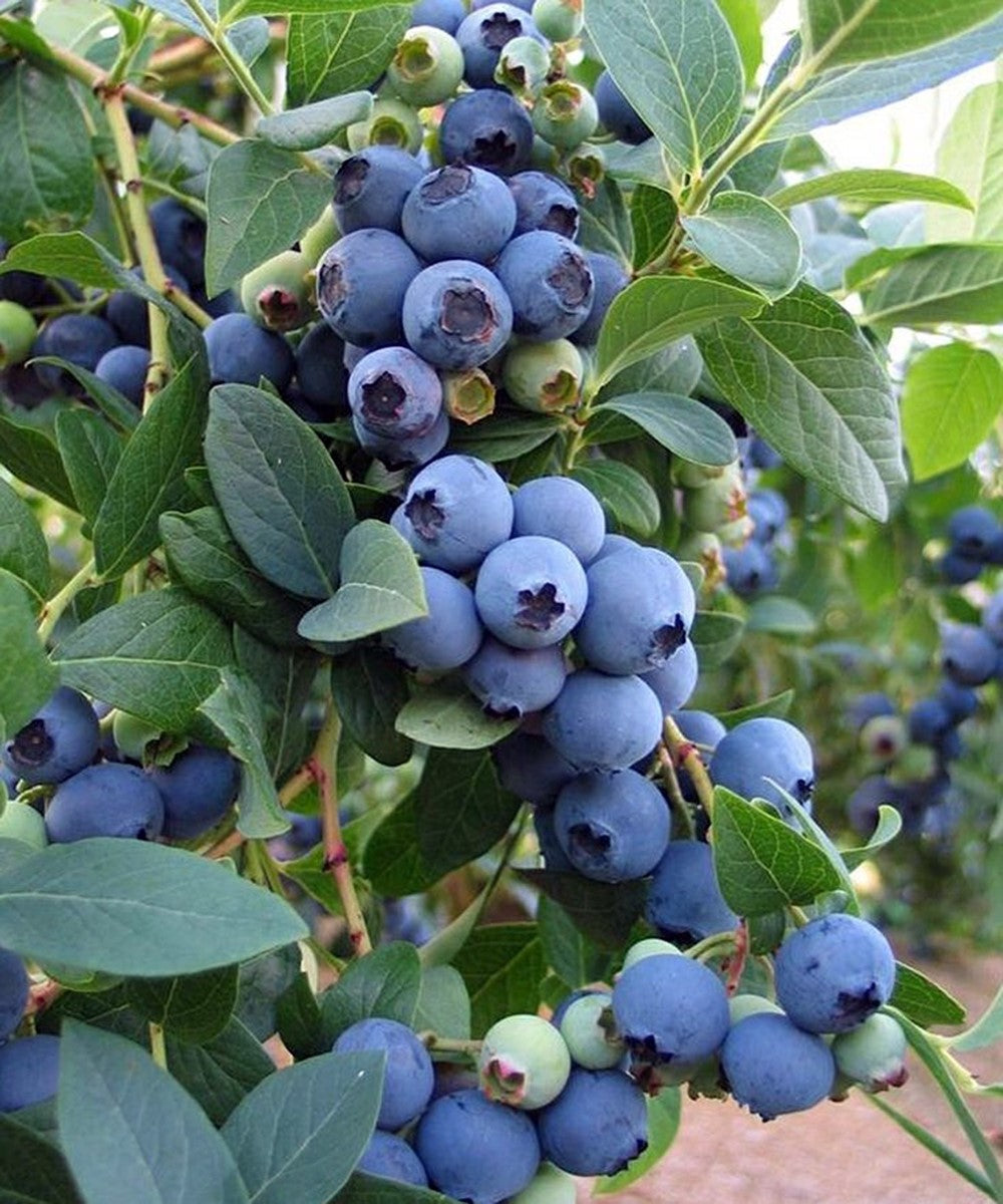 Vaccinium corymbosum x darrowi - SUNSHINE BLUE - Blueberry