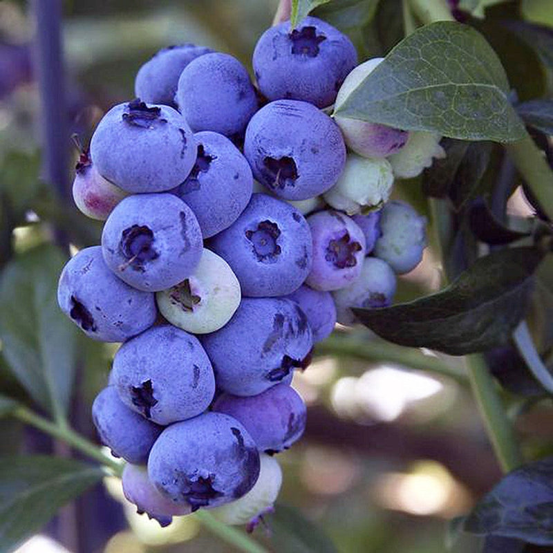 Vaccinium corymbosum x darrowi - SUNSHINE BLUE - Blueberry