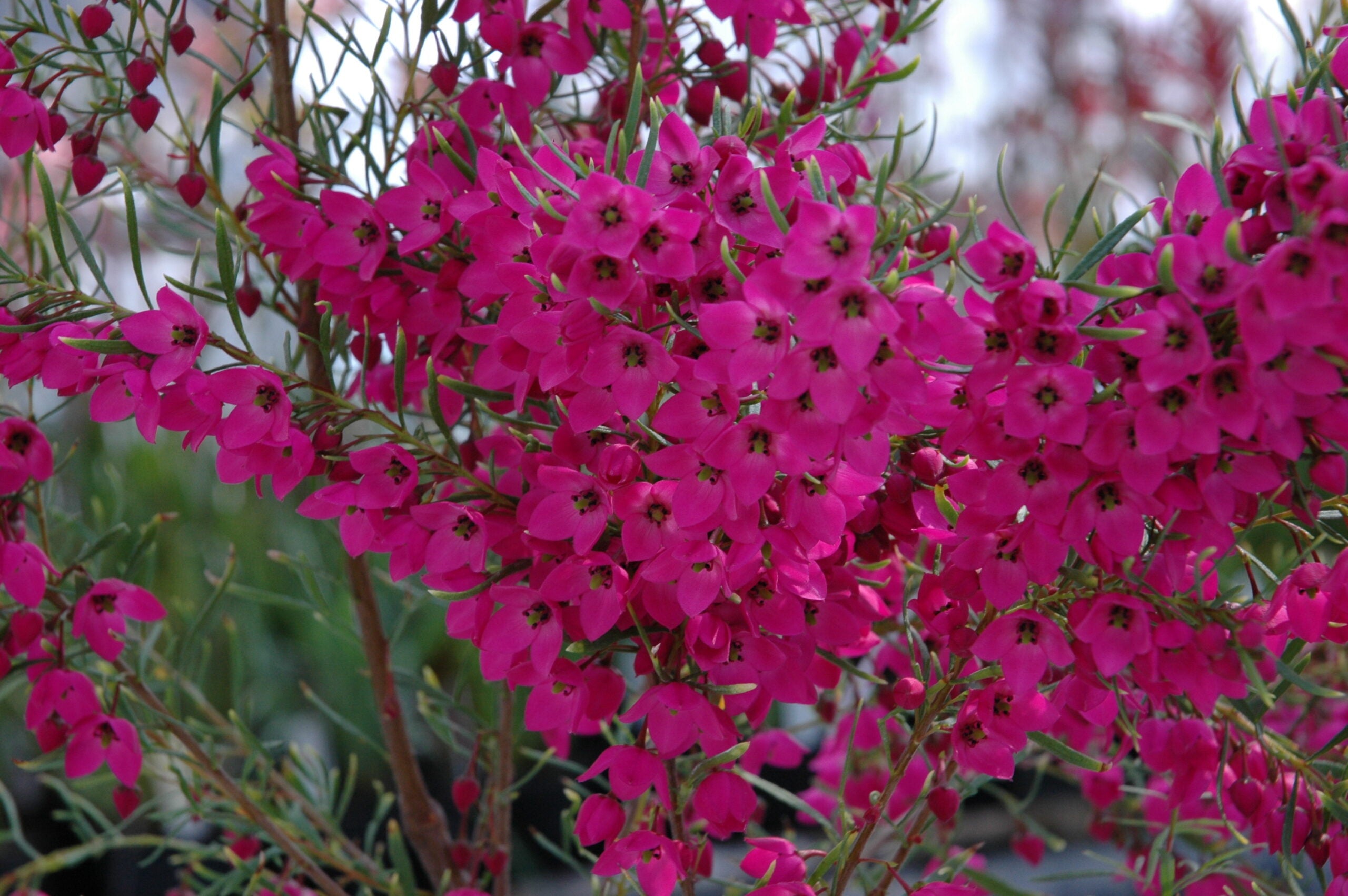 Boronia - CELEBRATION