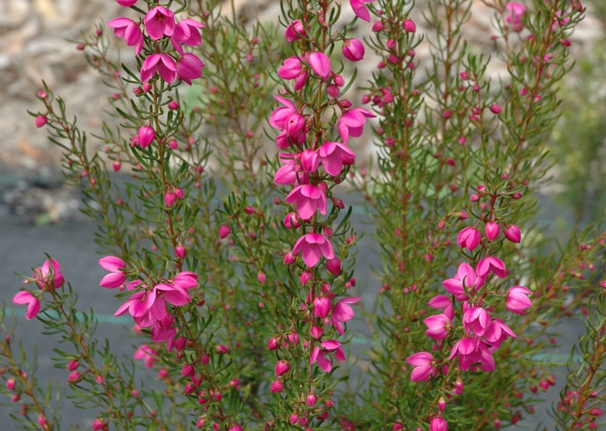 Boronia pulchella x heterophylla - FLAMINGO - Pink Boronia