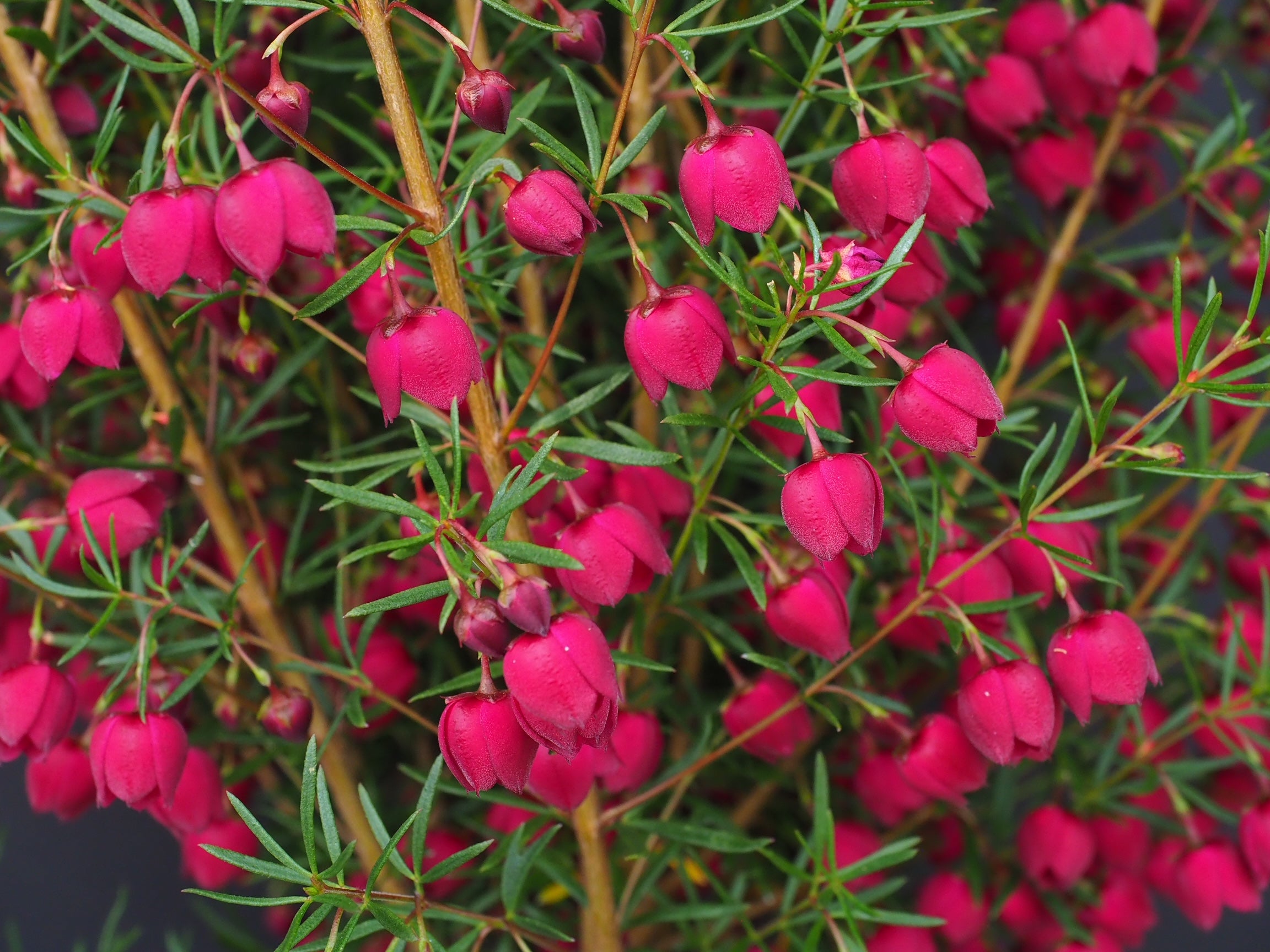 Boronia - MIRABELLE
