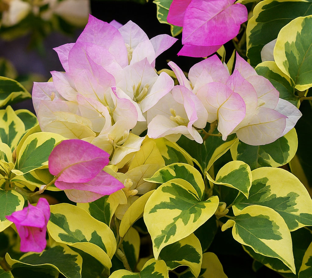 Bougainvillea - Bambino™ ARORA
