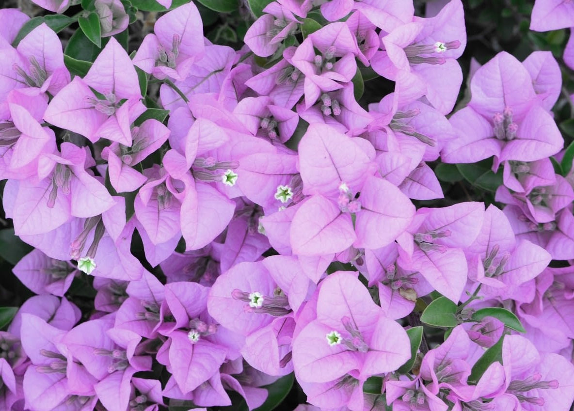 Bougainvillea - Bambino™ BLUEY
