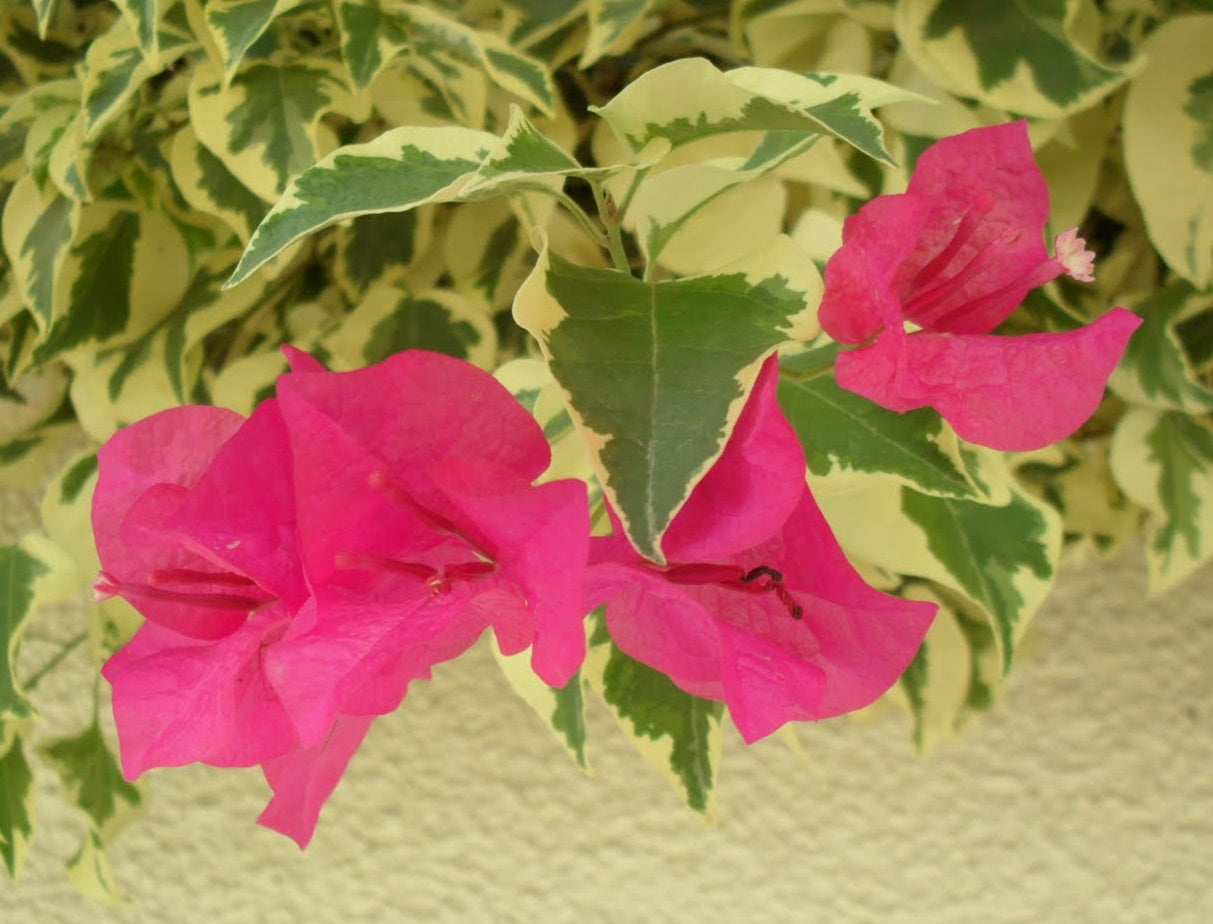 Bougainvillea - Bambino™ JEZEBEL