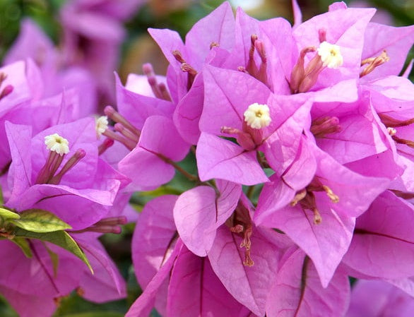 Bougainvillea - Bambino™ NONYA
