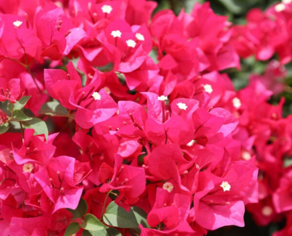 Bougainvillea - BARBARA KARST