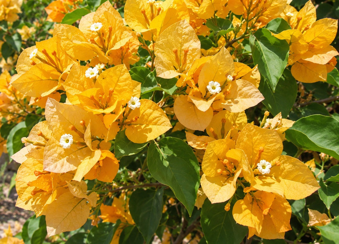 Bougainvillea - CALIFORNIA GOLD
