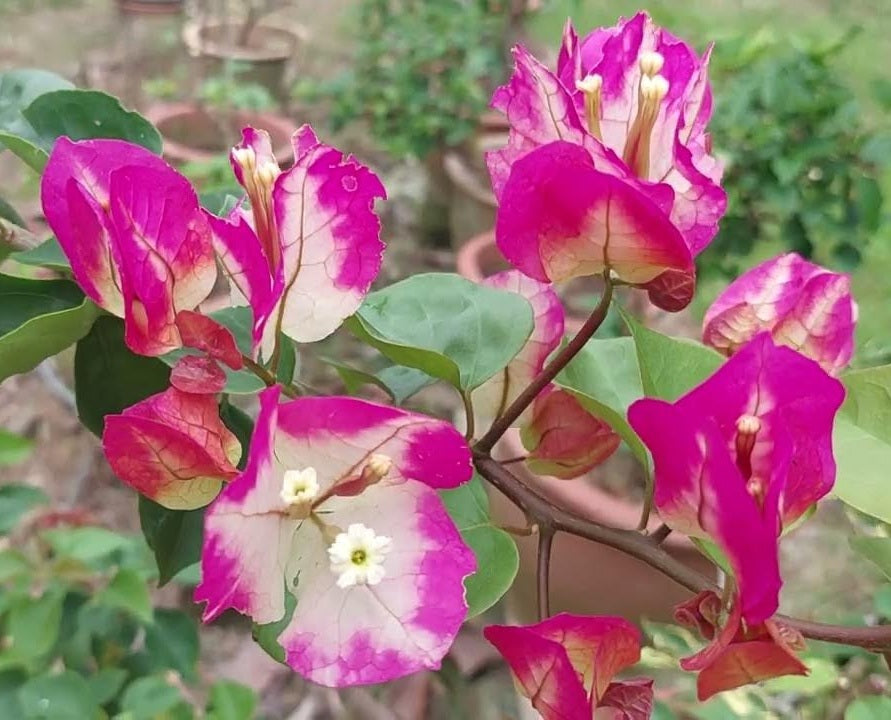 Bougainvillea - CHITRA