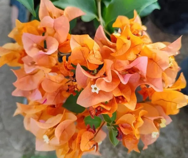 Bougainvillea - FIRE OPAL