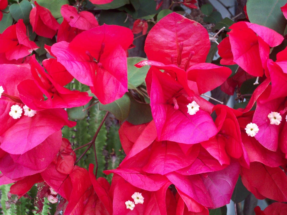 Bougainvillea - MAGENTA GLORY