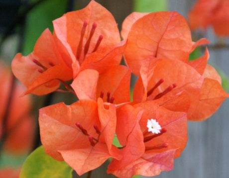 Bougainvillea - ORANGE GLORY
