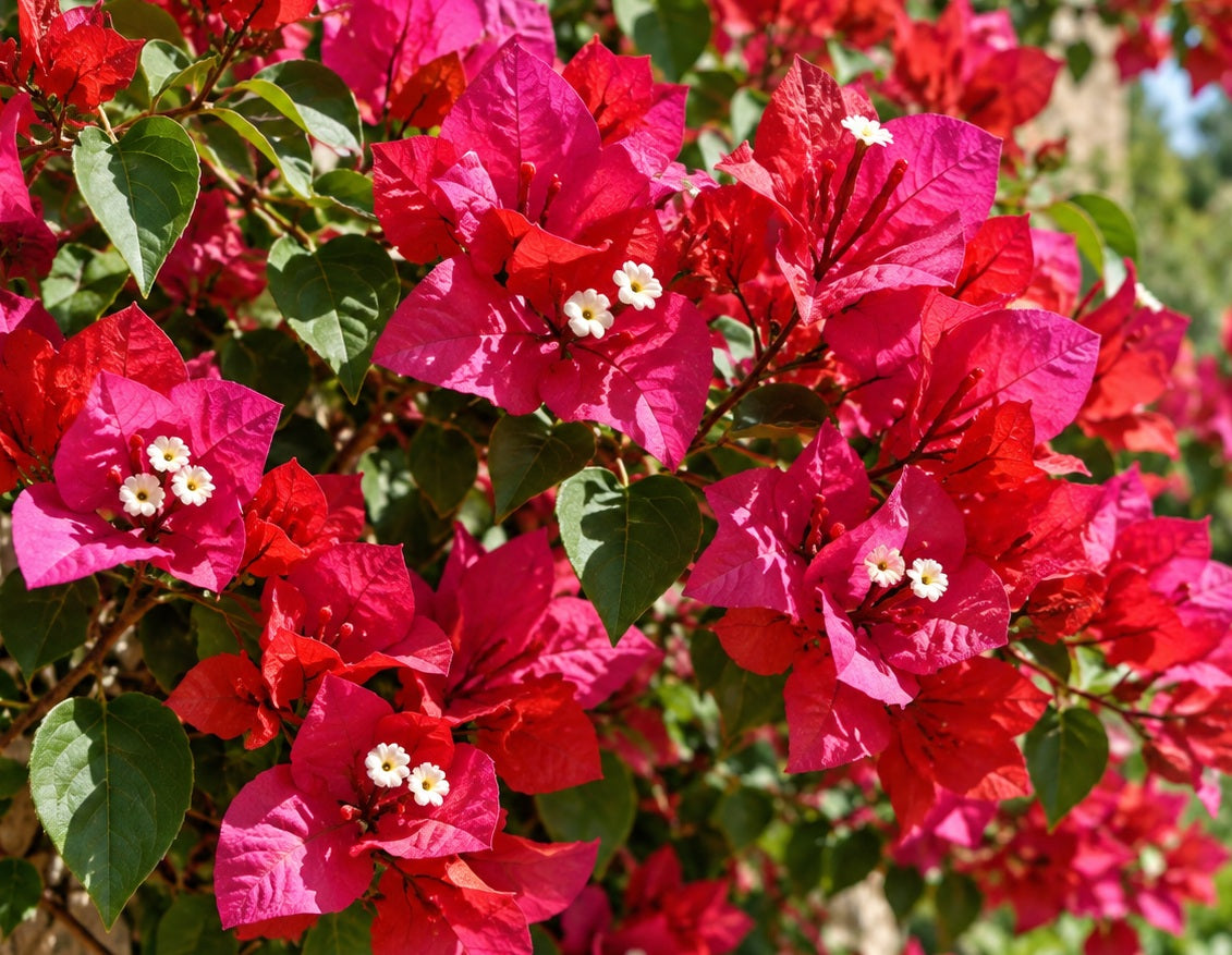 Bougainvillea - SCARLET O'HARA