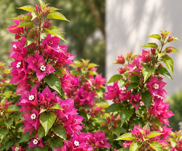 Bougainvillea - SMARTY PANTS