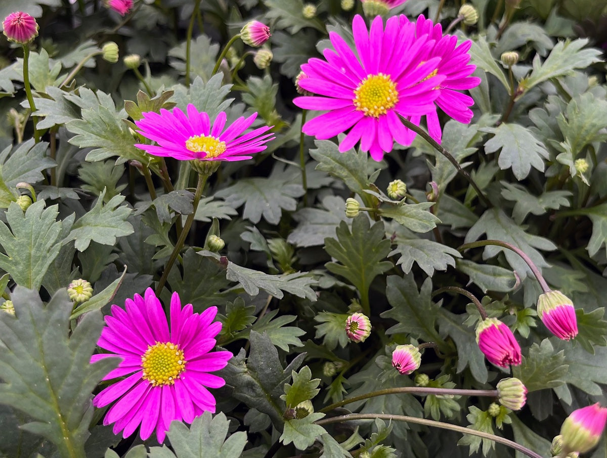 Brachyscome graminea - FRESCO BRIGHT PINK - Rock Daisy