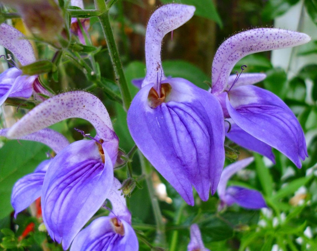 Brillantaisia cicatricosa - Giant Salvia Double-Planted