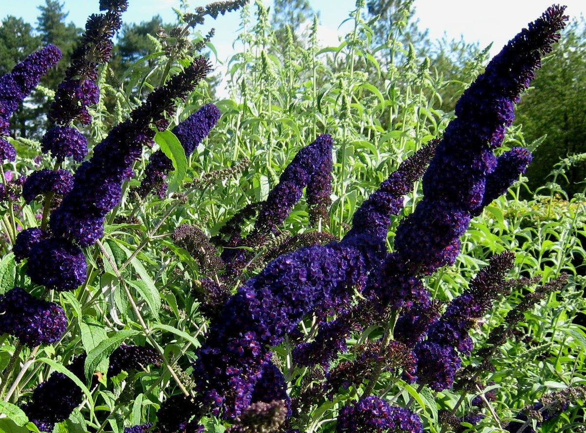 Buddleja davidii - BLACK KNIGHT - Butterfly Bush