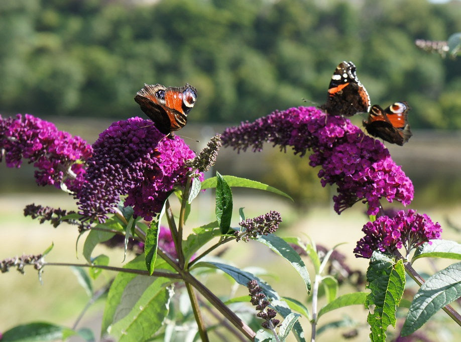 Buddleja davidii - CRANRAZZ - Butterfly Bush