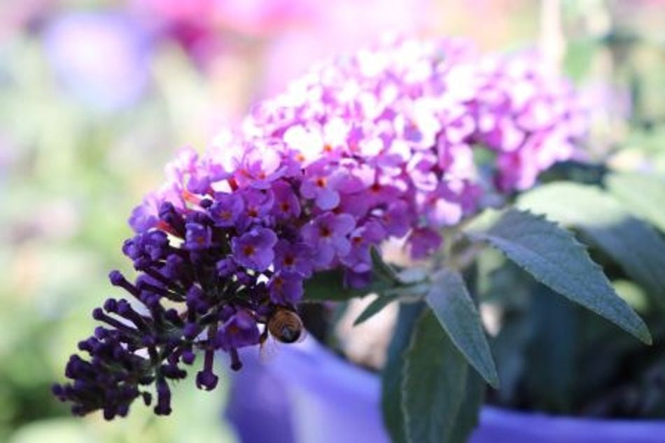 Buddleja - SUMMER BIRD VIOLET - Dwarf Butterfly Bush