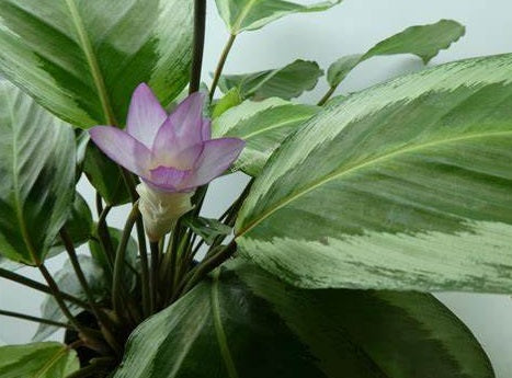 Goeppertia - BICAJOUX PINK - Calathea