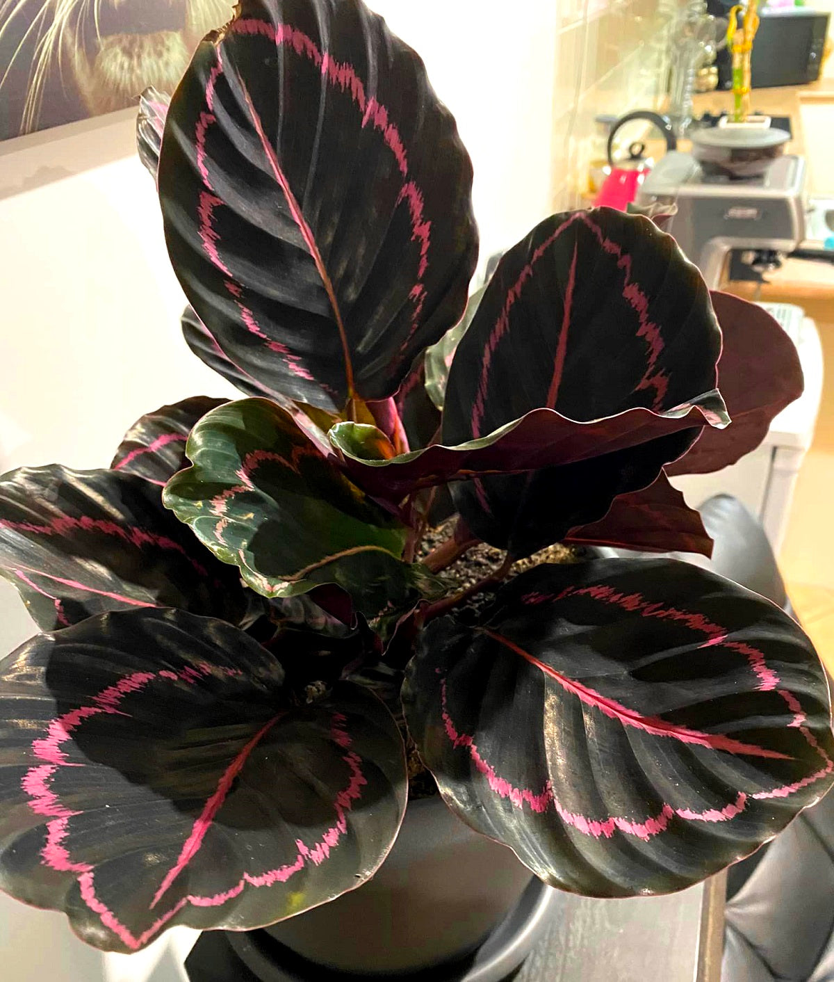 Goeppertia roseopicta - DOTTIE - Rose-Painted Calathea