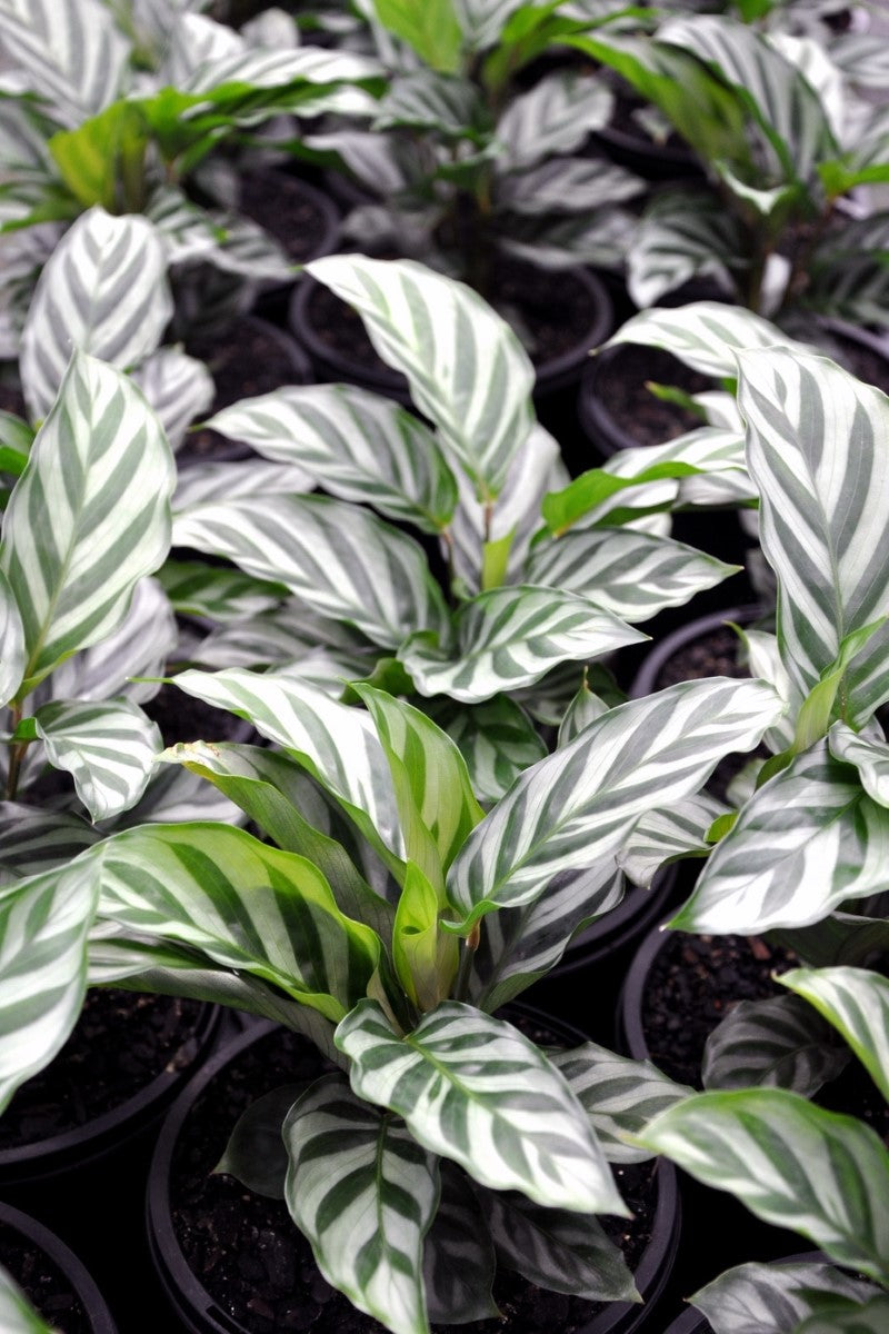 Goeppertia concinna - FREDDIE - Zebra Plant