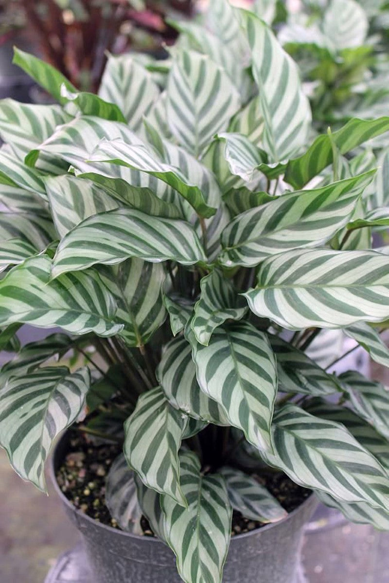 Goeppertia concinna - FREDDIE - Zebra Plant