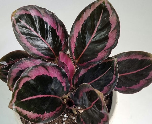 Goeppertia roseopicta - RED MOJO - Rose-Painted Calathea
