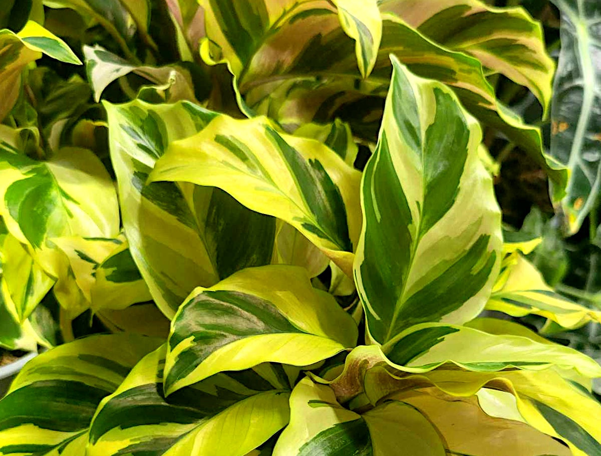 Goeppertia lietzei - YELLOW FUSION - Calathea